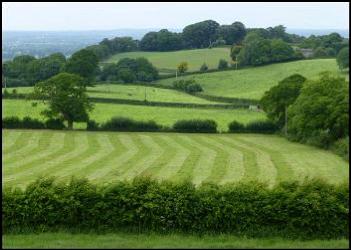 Hedgerow Survey Cheshire