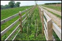 Hedgerow Survey Cheshire