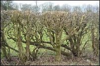 Hedgerow Survey Cheshire