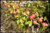 Hedgerow Survey Cheshire