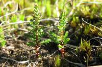 Landscaping Ecology Survey Cheshire