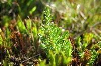 Landscaping Ecology Survey Cheshire
