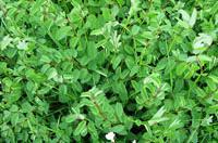 Landscaping Ecology Survey Cheshire