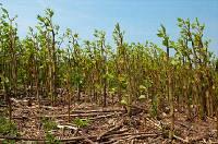 Landscaping Ecology Survey Cheshire