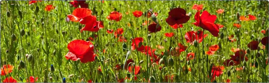 Landscaping Ecology Survey Cheshire